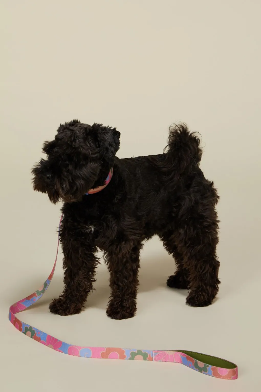 Donna Pet Lead L